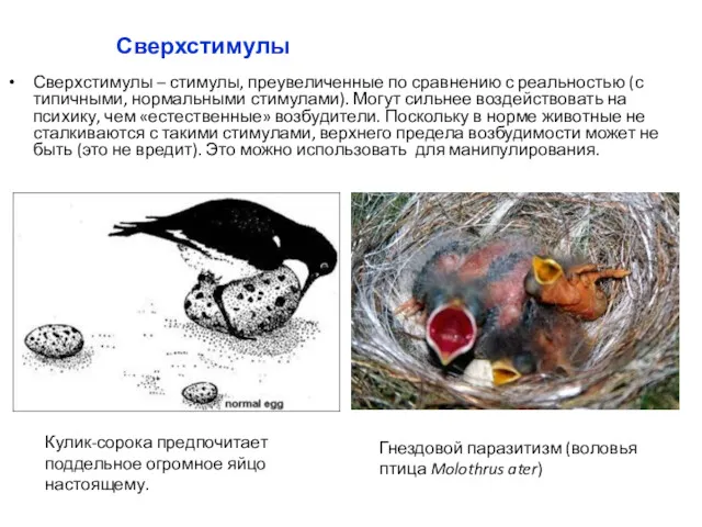 Сверхстимулы Сверхстимулы – стимулы, преувеличенные по сравнению с реальностью (с