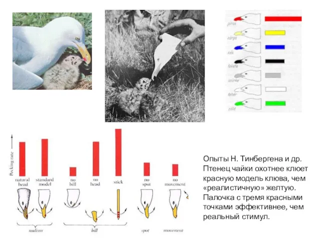 Опыты Н. Тинбергена и др. Птенец чайки охотнее клюет красную