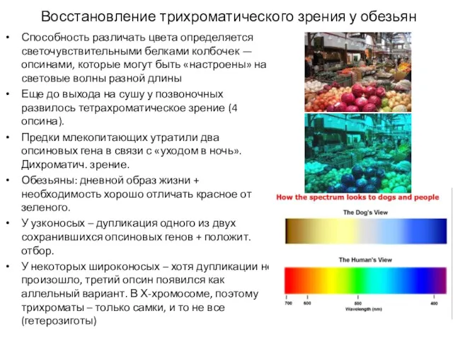 Восстановление трихроматического зрения у обезьян Способность различать цвета определяется светочувствительными