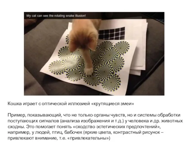 Кошка играет с оптической иллюзией «крутящиеся змеи» Пример, показывающий, что