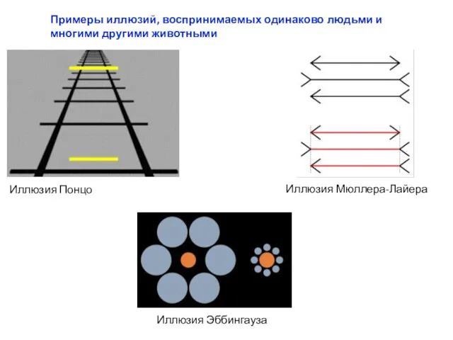 Иллюзия Понцо Иллюзия Эббингауза Примеры иллюзий, воспринимаемых одинаково людьми и многими другими животными Иллюзия Мюллера-Лайера