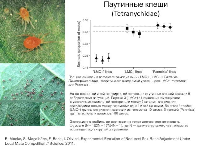 Паутинные клещи (Tetranychidae) Эволюционно стабильное соотношение полов должно соответствовать формуле