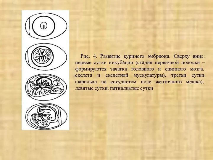 Рис. 4. Развитие куриного эмбриона. Сверху вниз: первые сутки инкубации