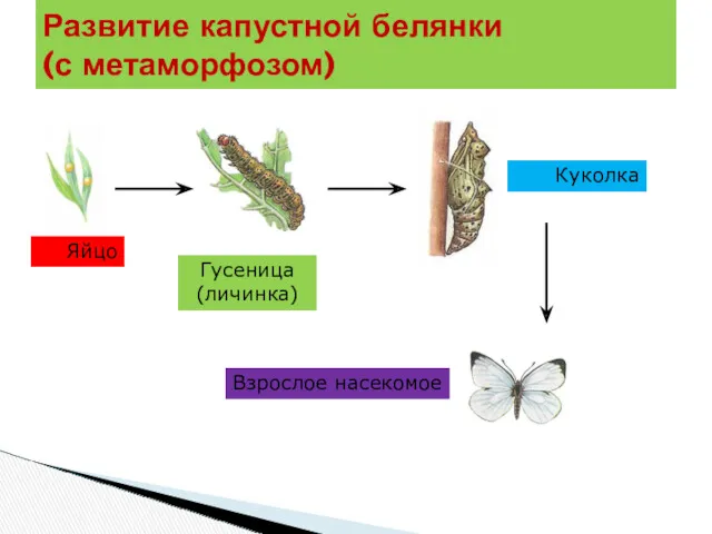 Развитие капустной белянки (с метаморфозом) Яйцо Гусеница (личинка) Куколка Взрослое насекомое