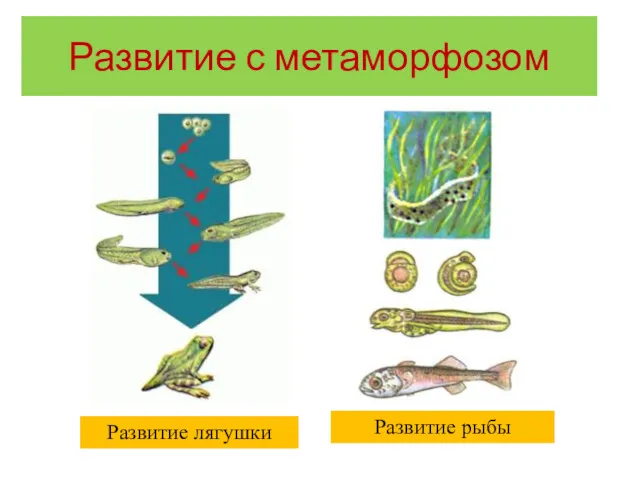 Развитие лягушки Развитие рыбы Развитие с метаморфозом