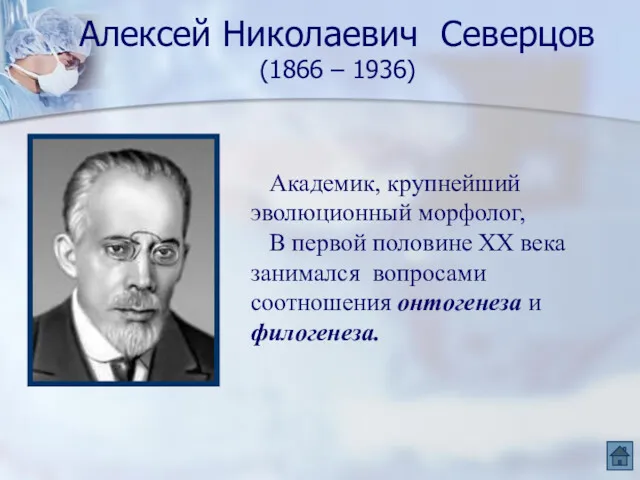 Алексей Николаевич Северцов (1866 – 1936) Академик, крупнейший эволюционный морфолог,