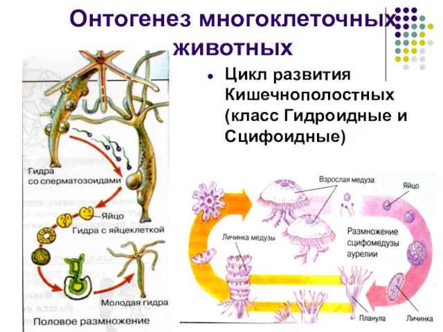 Онтогенез многоклеточных животных Цикл развития Кишечнополостных (класс Гидроидные и Сцифоидные)