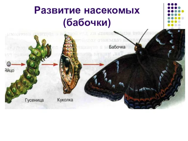 Развитие насекомых (бабочки)