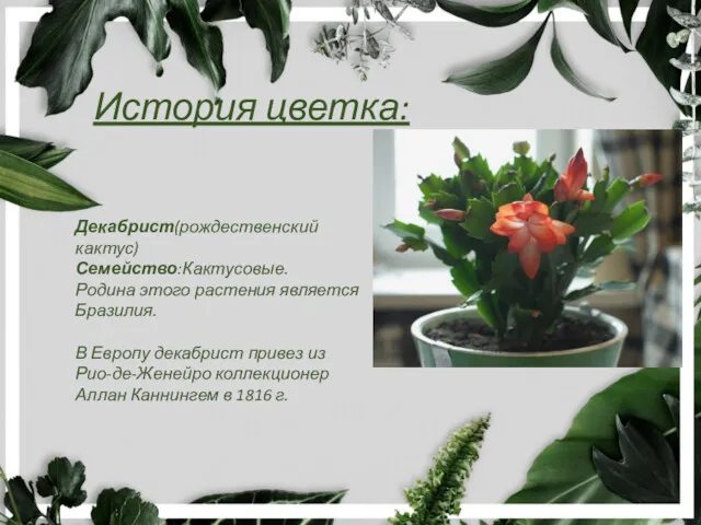 История цветка: Декабрист(рождественский кактус) Семейство:Кактусовые. Родина этого растения является Бразилия. В Европу декабрист