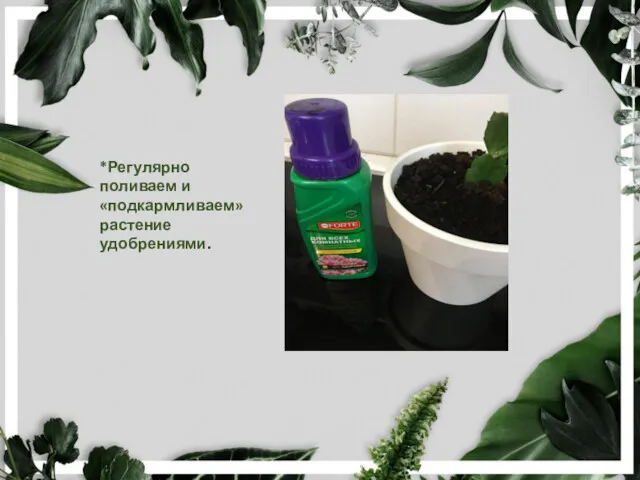 *Регулярно поливаем и «подкармливаем» растение удобрениями.