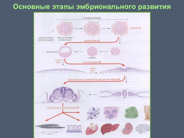 Основные этапы эмбрионального развития