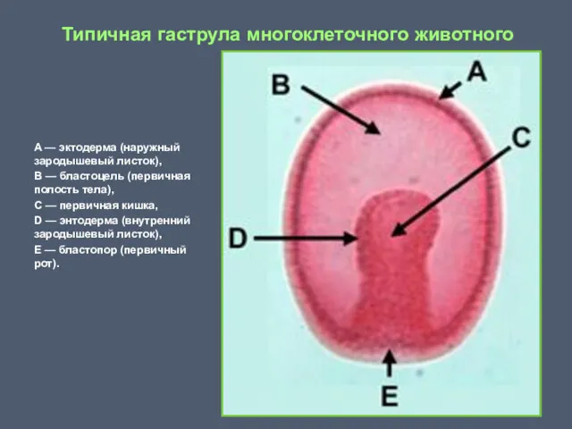 Типичная гаструла многоклеточного животного A — эктодерма (наружный зародышевый листок), B — бластоцель