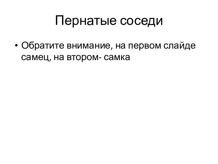 Пернатые соседи Обратите внимание, на первом слайде самец, на втором- самка