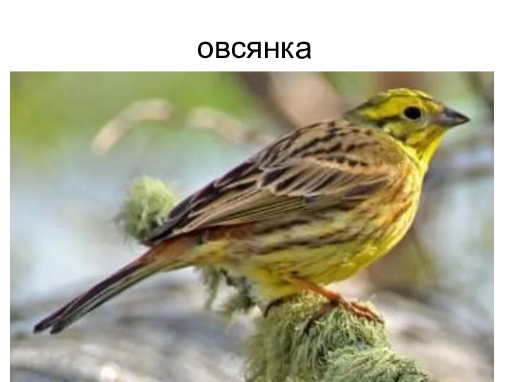 овсянка