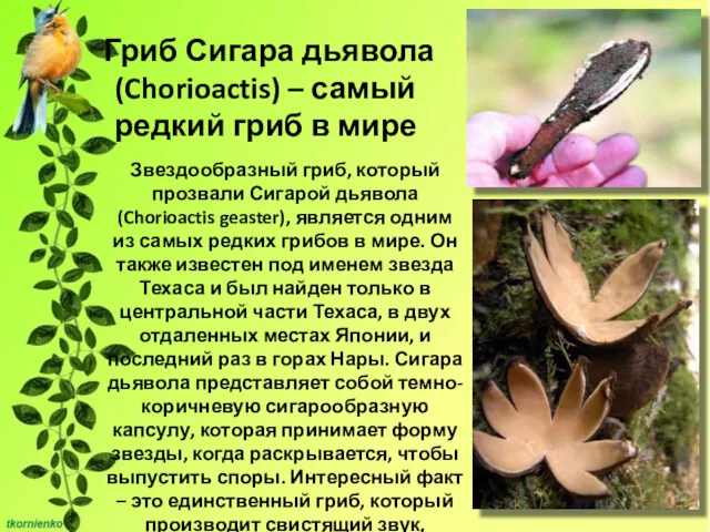 Гриб Сигара дьявола (Chorioactis) – самый редкий гриб в мире