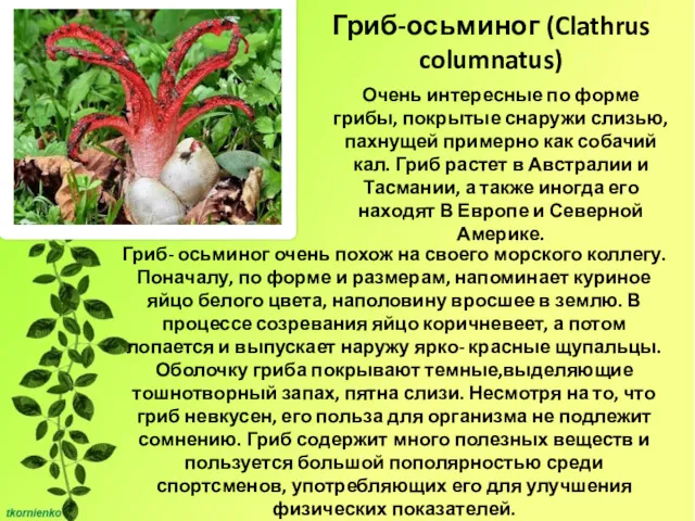 Гриб-осьминог (Clathrus columnatus) Гриб- осьминог очень похож на своего морского