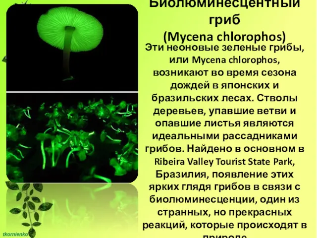 Биолюминесцентный гриб (Mycena chlorophos) Эти неоновые зеленые грибы, или Mycena