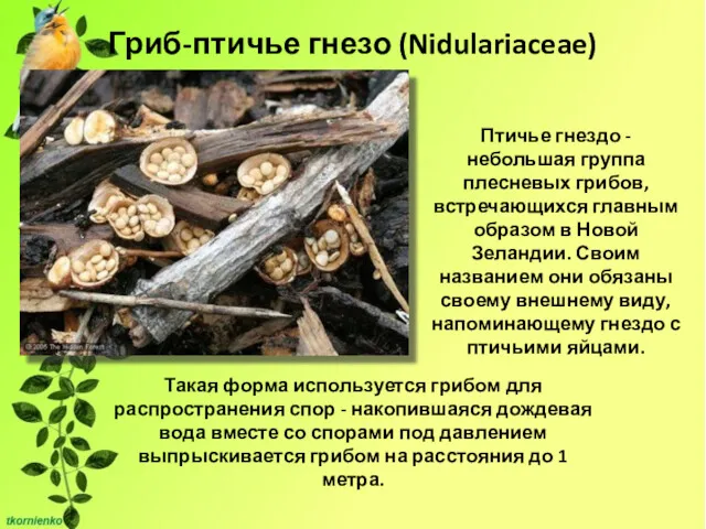 Гриб-птичье гнезо (Nidulariaceae) Такая форма используется грибом для распространения спор