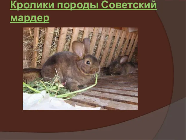 Кролики породы Советский мардер