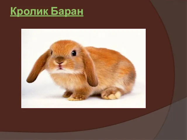 Кролик Баран