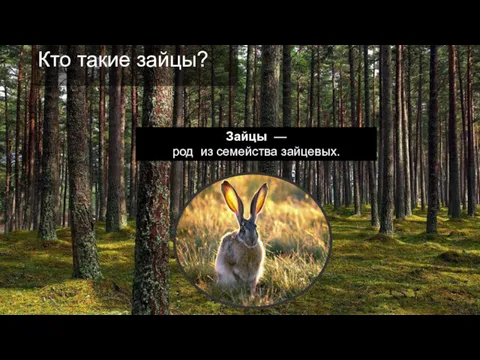 Кто такие зайцы? Зайцы — род из семейства зайцевых.