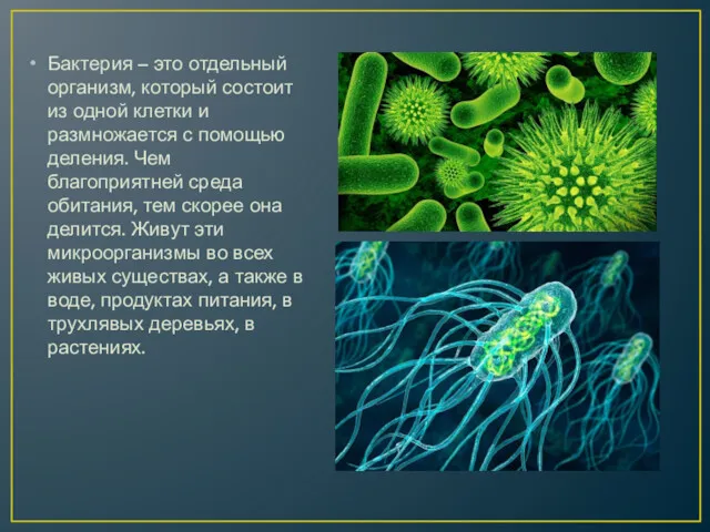 Бактерия – это отдельный организм, который состоит из одной клетки и размножается с