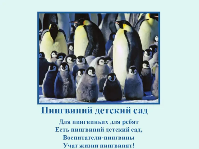 Пингвиний детский сад Для пингвиньих для ребят Есть пингвиний детский сад, Воспитатели-пингвины Учат жизни пингвинят!