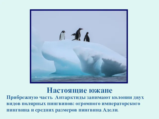 Прибрежную часть Антарктиды занимают колонии двух видов полярных пингвинов: огромного