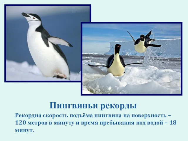 Пингвиньи рекорды Рекордна скорость подъёма пингвина на поверхность – 120