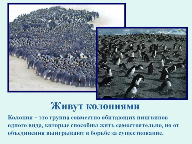 Живут колониями Колония – это группа совместно обитающих пингвинов одного