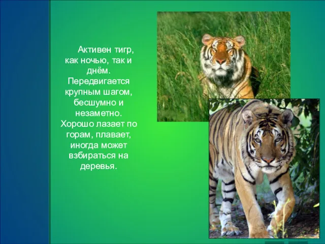 Активен тигр, как ночью, так и днём. Передвигается крупным шагом,