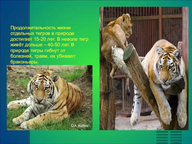 Продолжительность жизни отдельных тигров в природе достигает 15-20 лет. В
