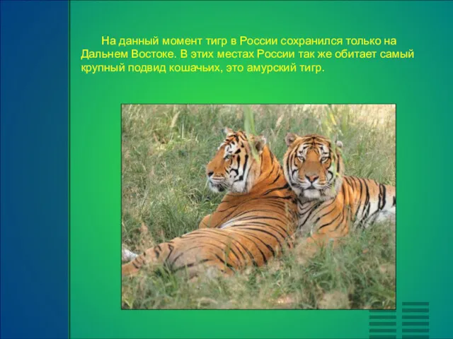 На данный момент тигр в России сохранился только на Дальнем