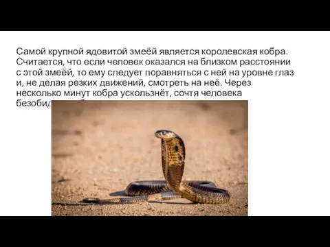 Самой крупной ядовитой змеёй является королевская кобра. Считается, что если человек оказался на