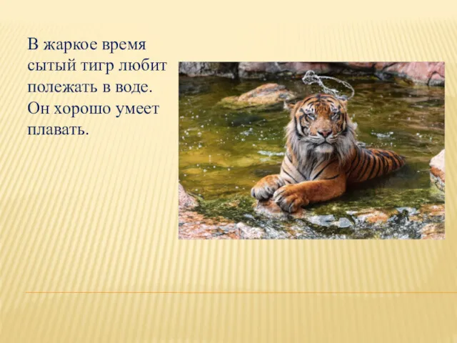 В жаркое время сытый тигр любит полежать в воде. Он хорошо умеет плавать.