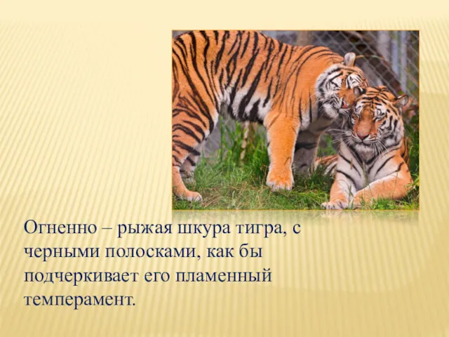 Огненно – рыжая шкура тигра, с черными полосками, как бы подчеркивает его пламенный темперамент.