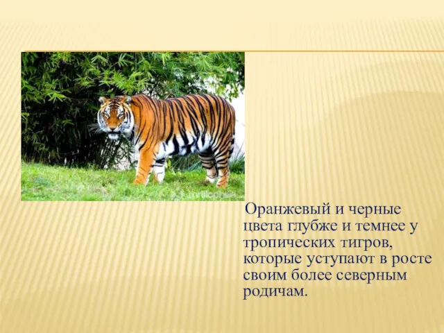 Оранжевый и черные цвета глубже и темнее у тропических тигров,