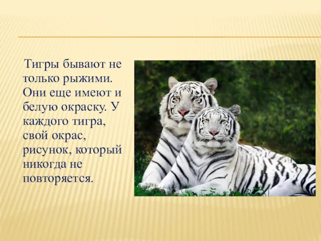 Тигры бывают не только рыжими. Они еще имеют и белую