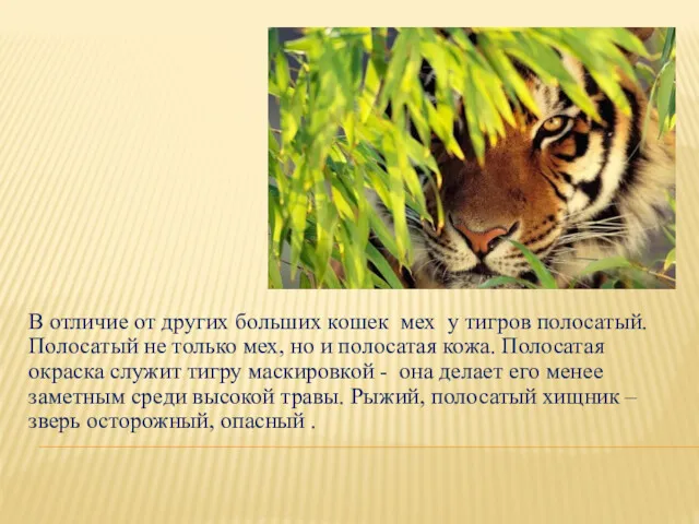 В отличие от других больших кошек мех у тигров полосатый.