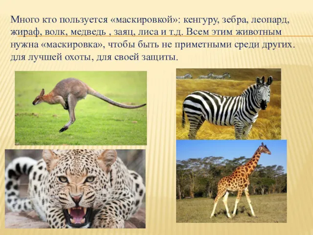 Много кто пользуется «маскировкой»: кенгуру, зебра, леопард, жираф, волк, медведь