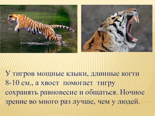 У тигров мощные клыки, длинные когти 8-10 см., а хвост