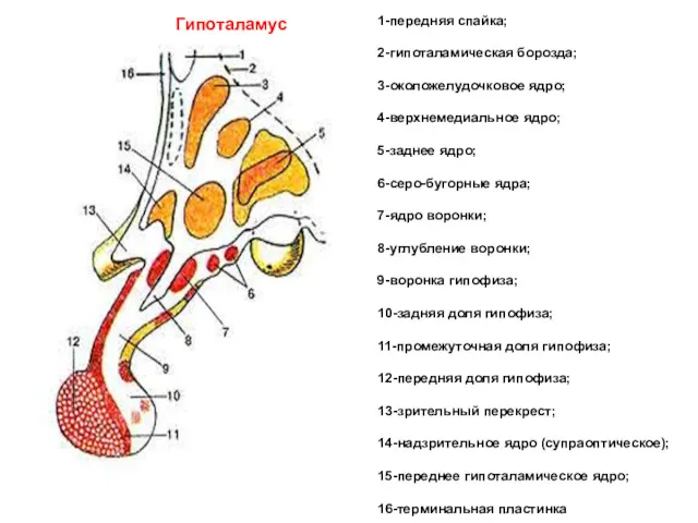 1-передняя спайка; 2-гипоталамическая борозда; 3-околожелудочковое ядро; 4-верхнемедиальное ядро; 5-заднее ядро;