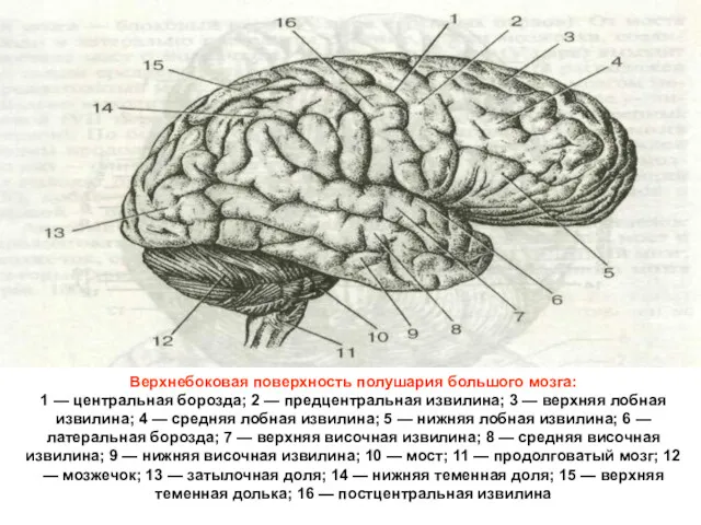 Верхнебоковая поверхность полушария большого мозга: 1 — центральная борозда; 2