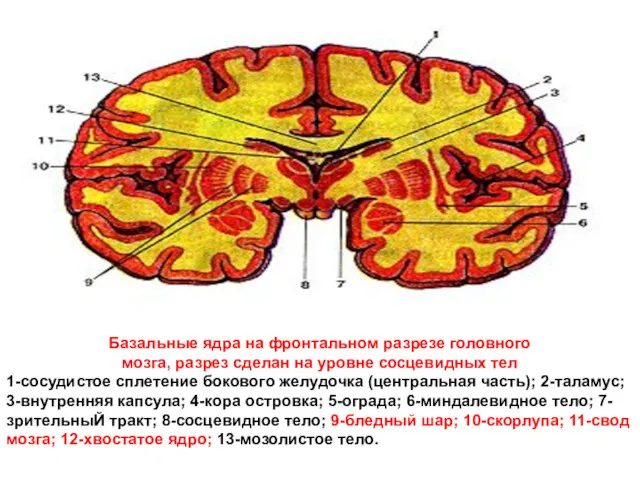 Базальные ядра на фронтальном разрезе головного мозга, разрез сделан на