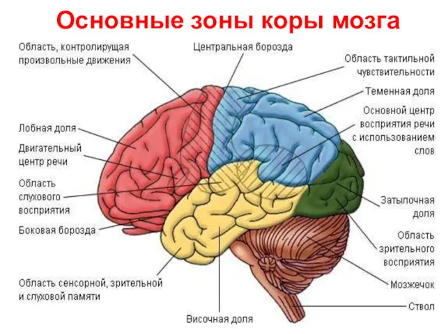 Основные зоны коры мозга