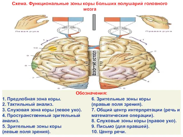 Схема. Функциональные зоны коры больших полушарий головного мозга