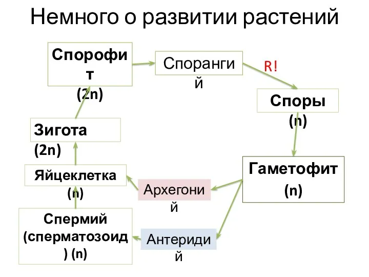 Немного о развитии растений Спорофит (2n) Спорангий Споры (n) R! Гаметофит (n) Архегоний