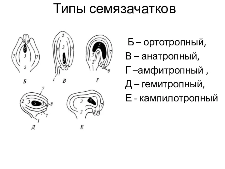 Типы семязачатков Б – ортотропный, В – анатропный, Г –амфитропный , Д –