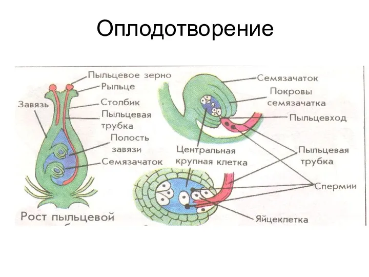 Оплодотворение