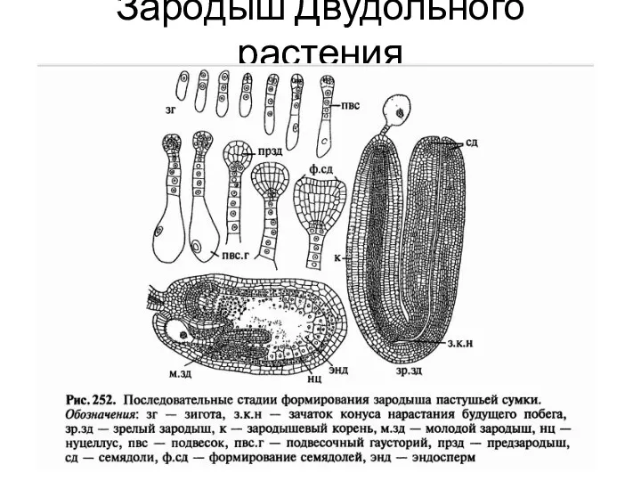 Зародыш Двудольного растения